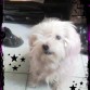 mi iorona!!